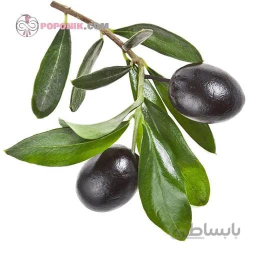 نهال زیتون میشن