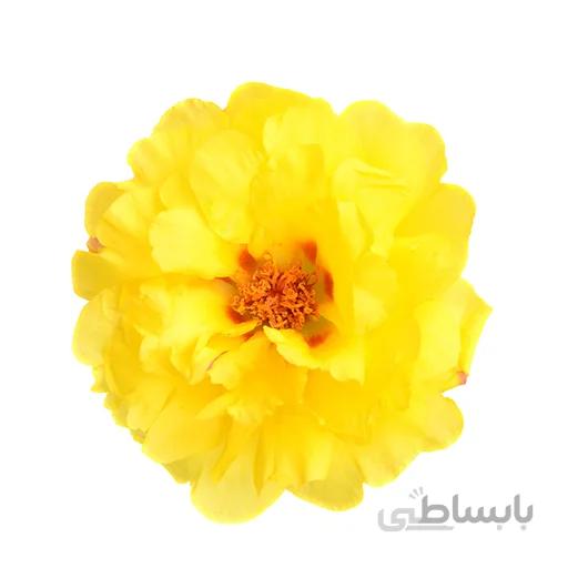 بذر گل ناز آفتابی زرد