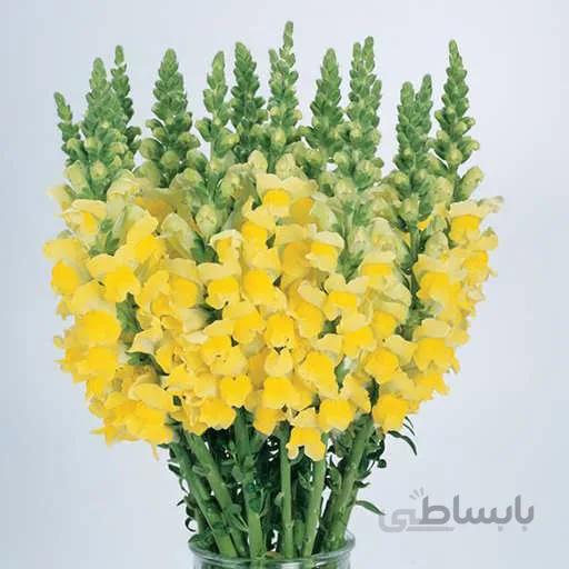 بذر میمون زرد پا کوتاه