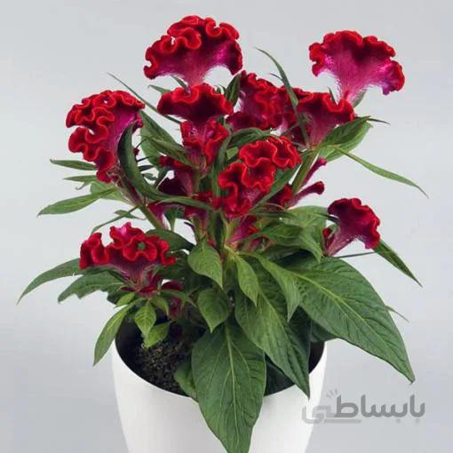 بذر گل تاج خروس چتری قرمز گلدانی بسته 200 عددی