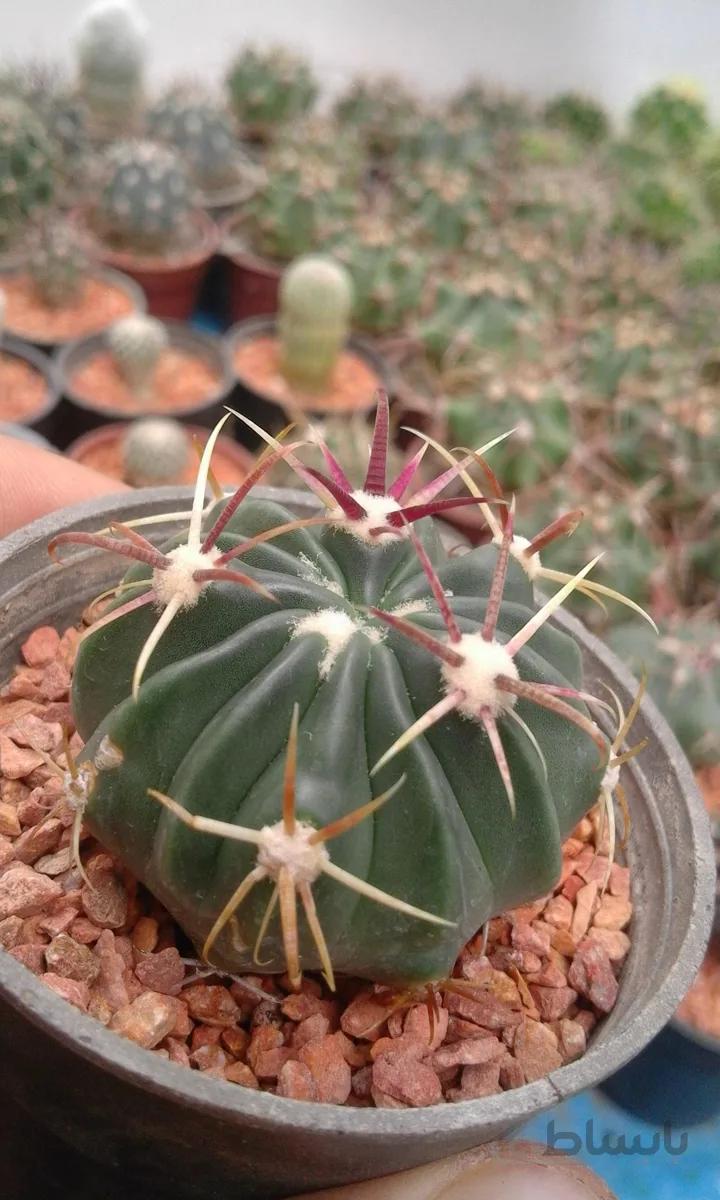 فروکاکتوس لاتیس پینوس | ferocactus