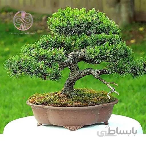 بذر کاج موگو کاج توپی