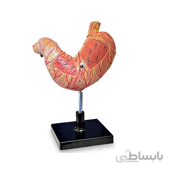 مولاژ معده