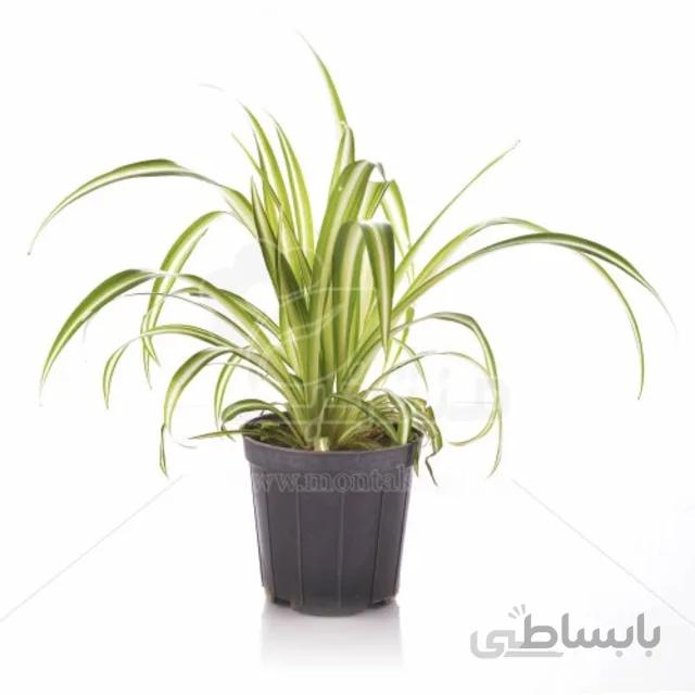 گیاه آپارتمانی گل گندمی ارتفاع 25 سانتی‌متر