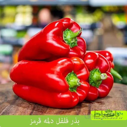 بذر فلفل دلمه قرمز ( اورجینال )