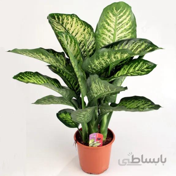 دیفن باخیا سطل 7