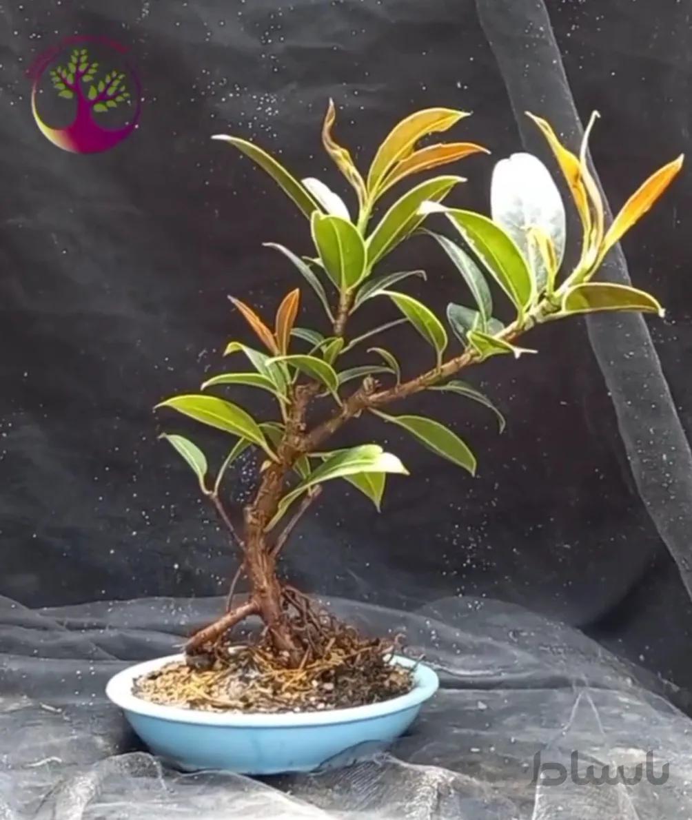 بنسای(بونسای) فیکوس الاستیکا ا Elastica ficus bonsai