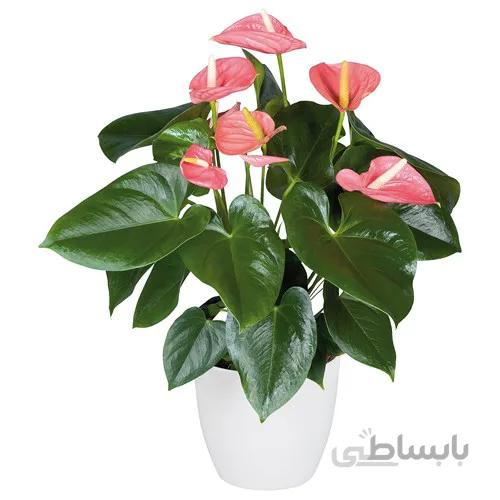 گل آنتوریوم صورتی