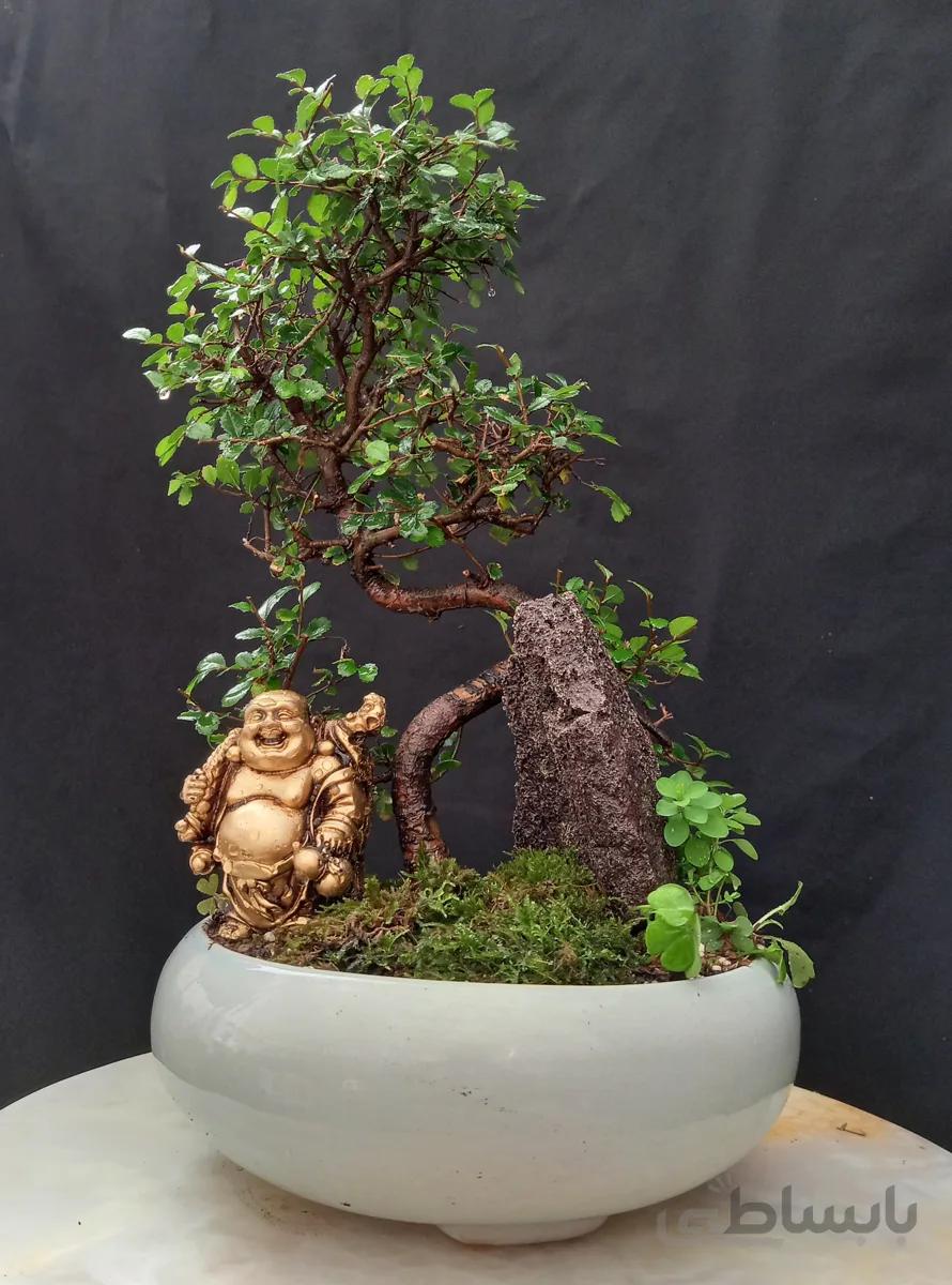 بنسای(بونسای) نارون ژاپنی هوکایدو اس ا Hokaydo bonsai