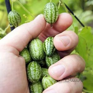 بذر هندوانه موشی