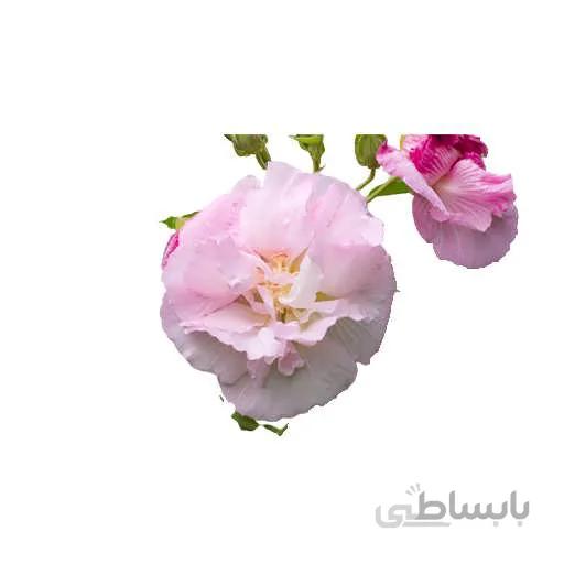 بذر گل ختمی پا بلند صورتی پرپر