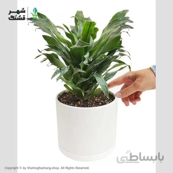 دراسنا کامپکت
