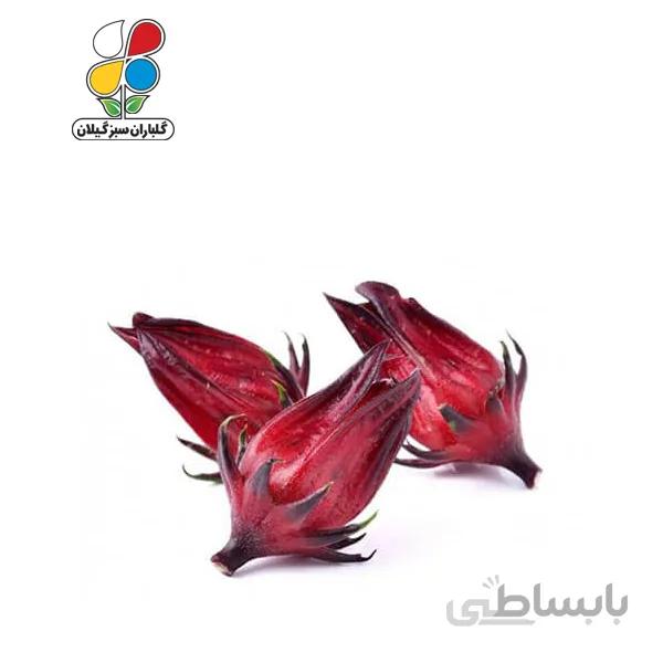 بذر چای ترش مدل GPSH7L