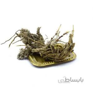 ریشه باباآدم