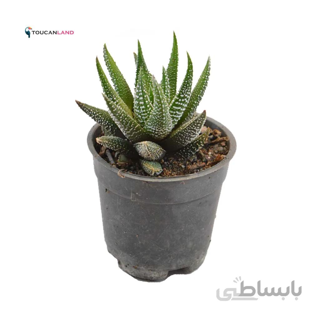 هاورتیا برفی
