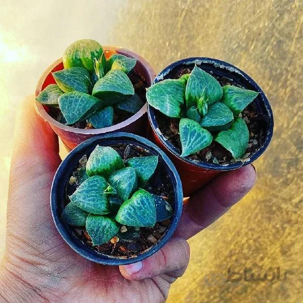 هاورتیا بایری هیبرید سایز ۶