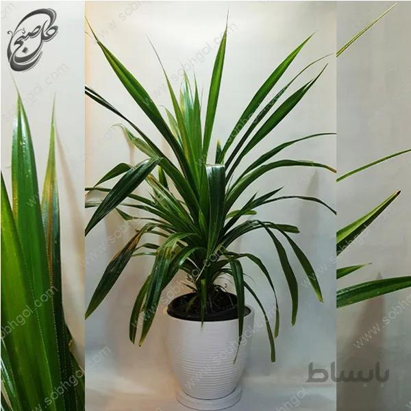 سفارش گل آنلاین – پاندانوس طرح P-021 ( ارسال گل رایگان )