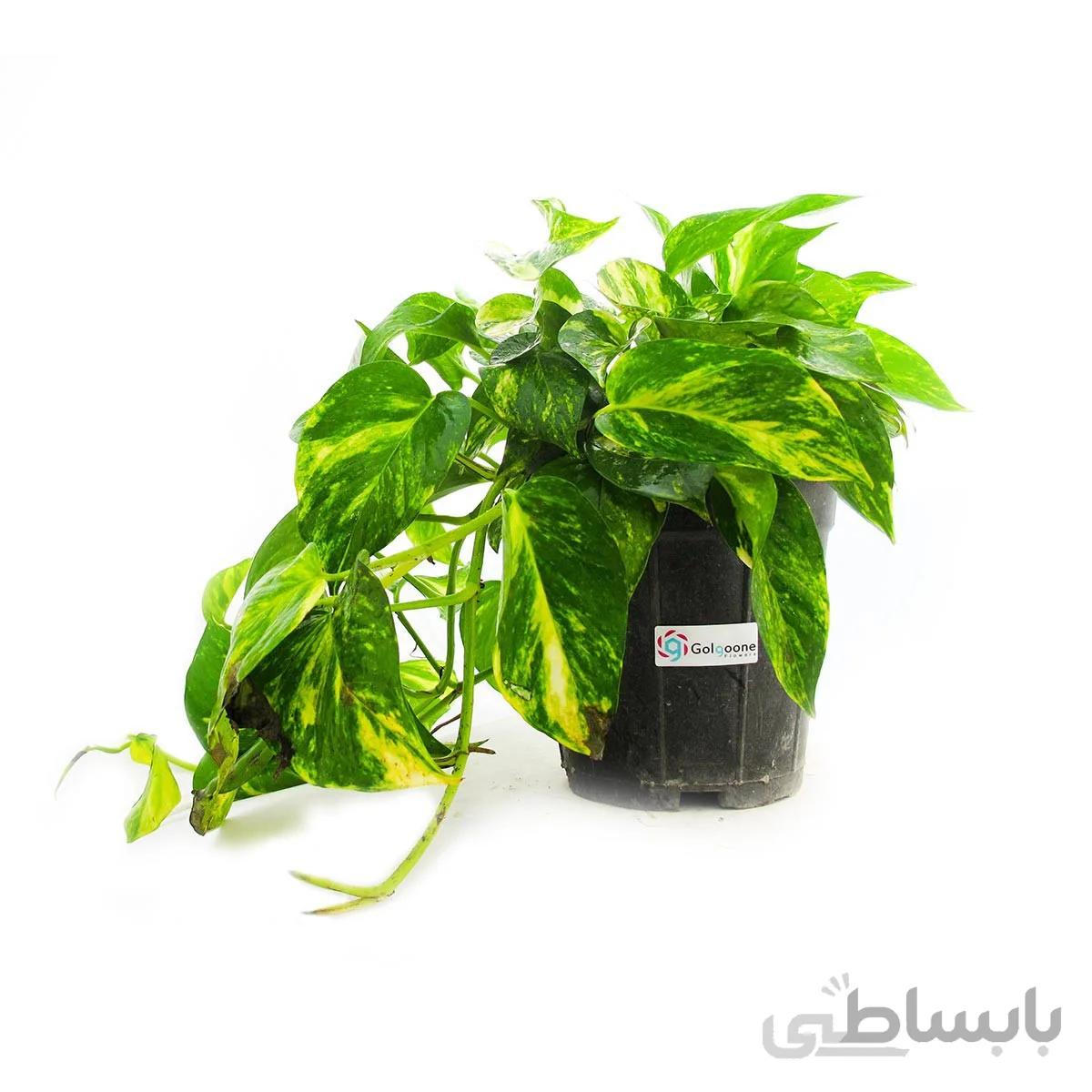 گیاه پتوس ابلق