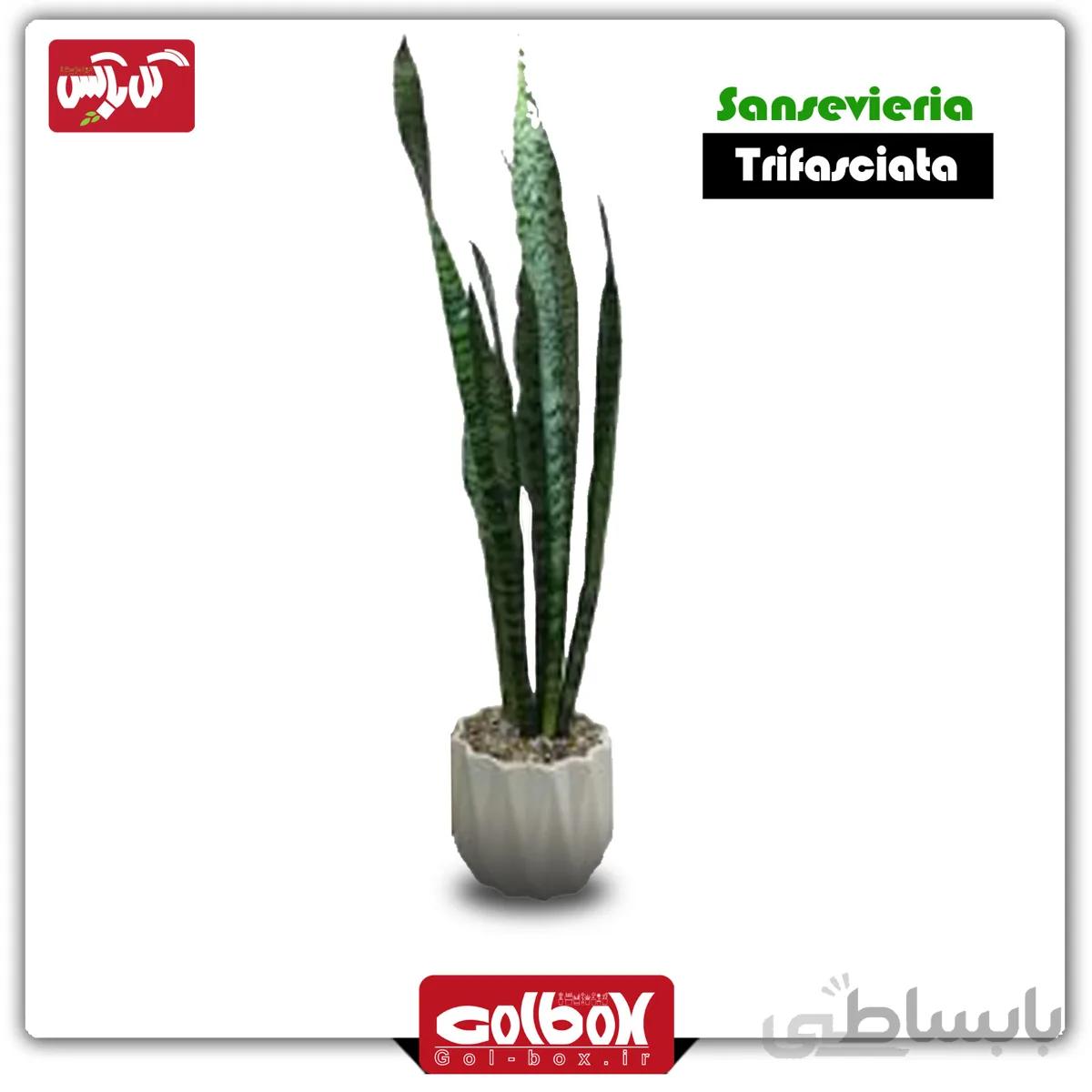 گیاه سانسوریا شمشیری تک غلاف