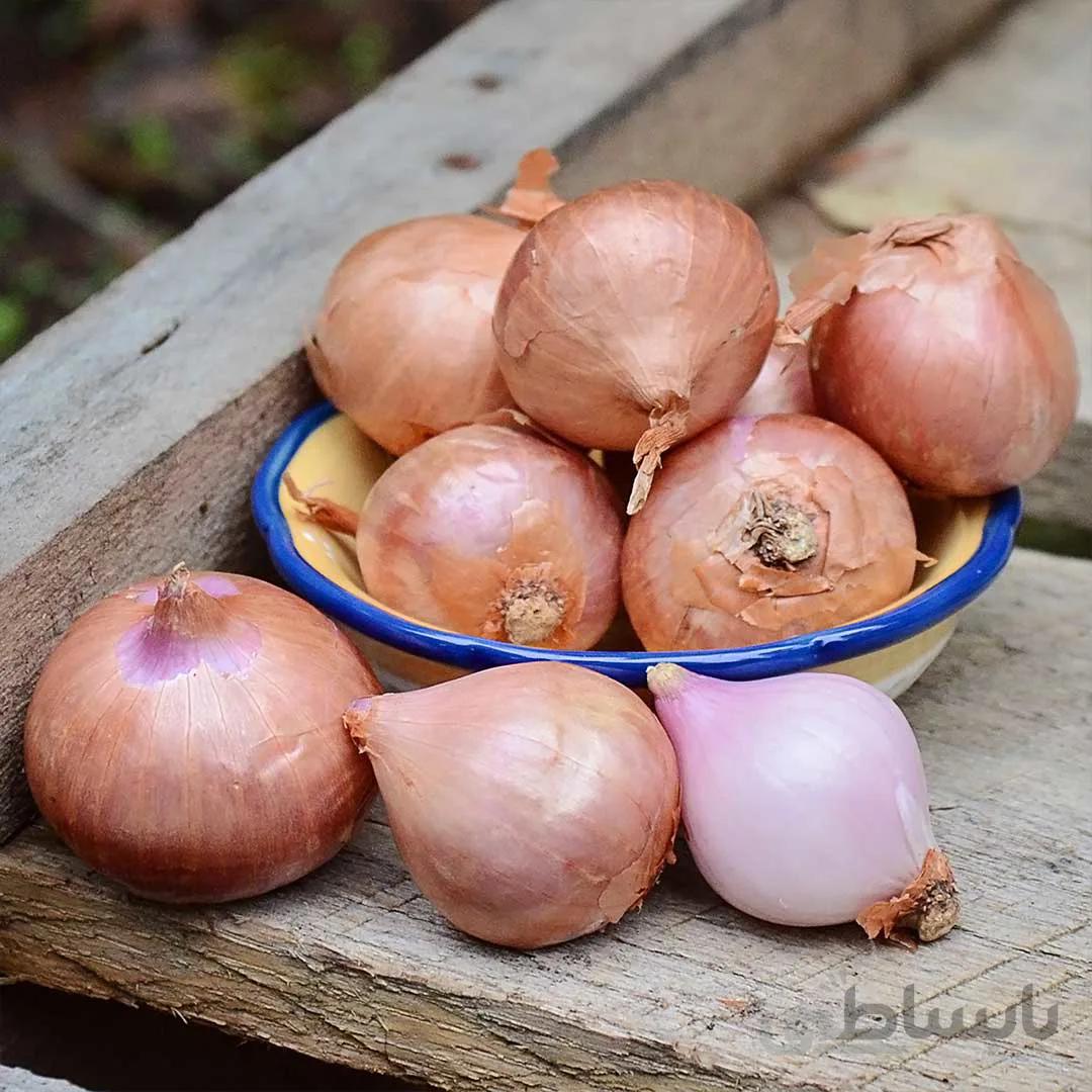 بذر موسیر