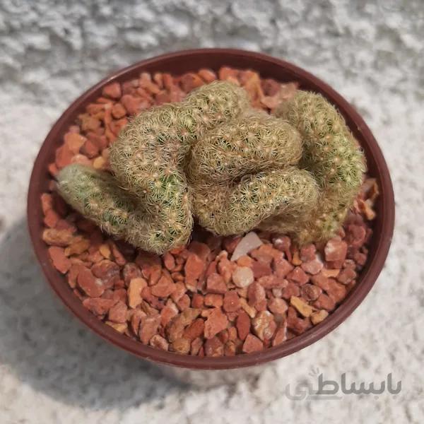 کاکتوس مغزی (گلدان 6)