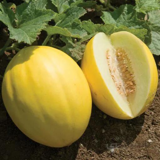 بذر خربزه کاناری بسته 25 عددی