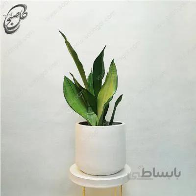 سفارش گل آنلاین – سانسوریا مهتابی طرح S-015