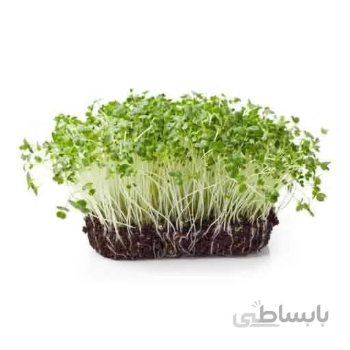 بذر میکروگرین کلم بروکلی