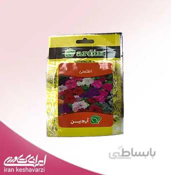 بذر گل اطلسی شرکت آردین
