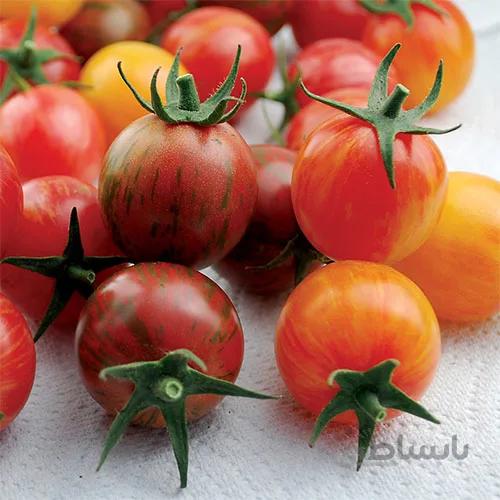 بذر گوجه چری زنبور عسل