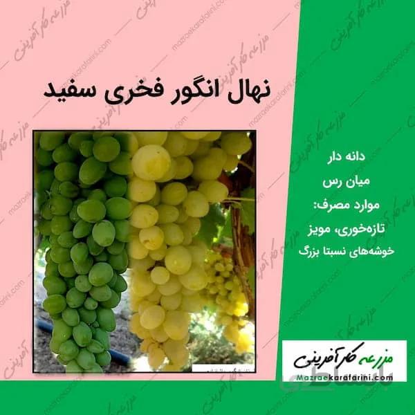 نهال گلدانی انگور فخری سفید