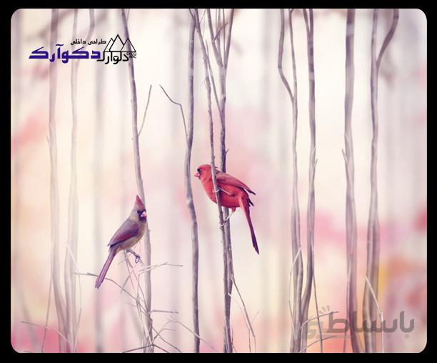 پوسترحیوانات008
