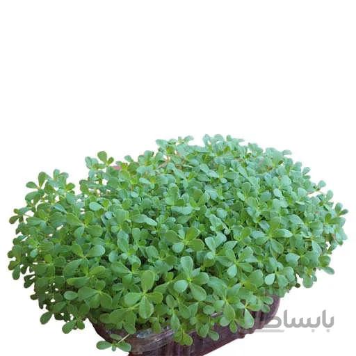 بذر میکروگرین خرفه