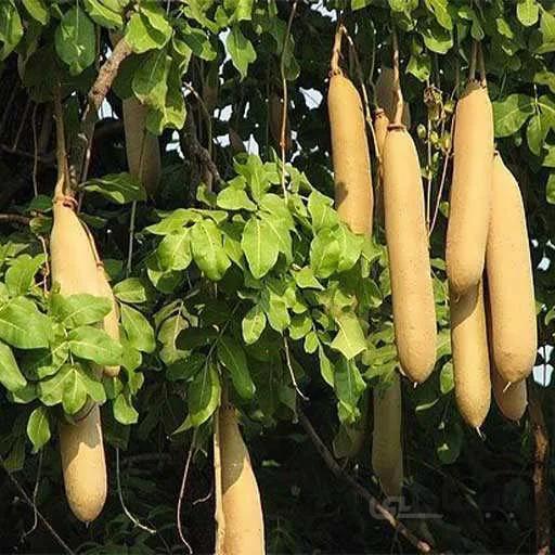 بذر درخت سوسیسی