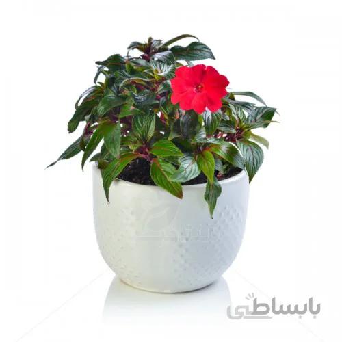 گل امپیشن (حنا)