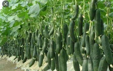 طرح توجیحی خیار درختی 1385