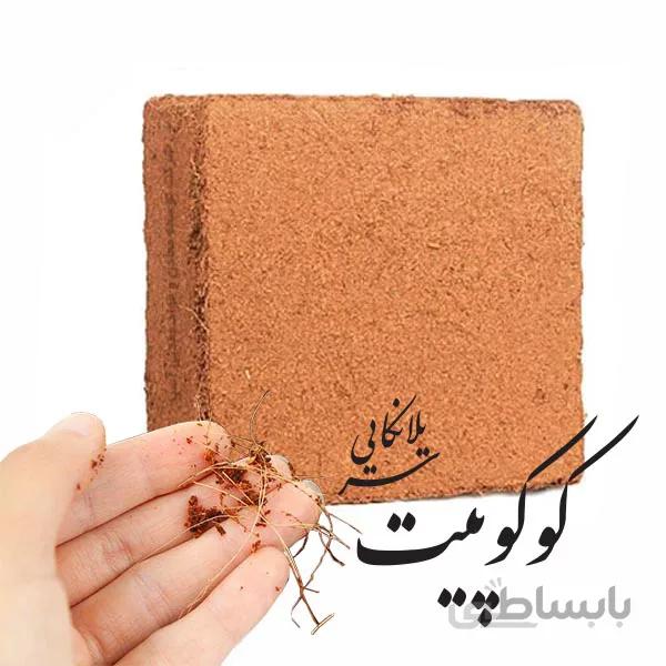 کوکوپیت قالبی سریلانکایی