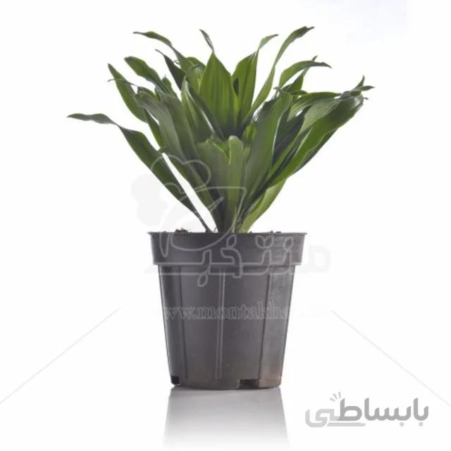 گیاه آپارتمانی دراسنا کامپکت 30 سانتی متری