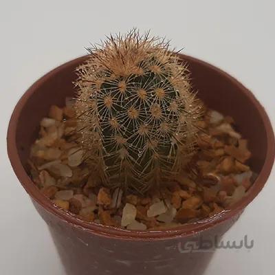 اچینوسریوس بسیار خاص