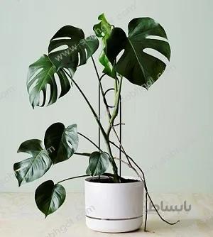 برگ انجیری طرح SB04