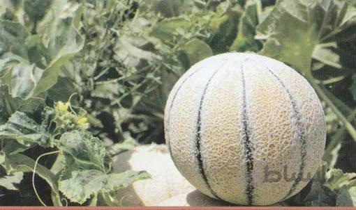 بذر شمام سمسوری اصل بسته ۳۰ عددی