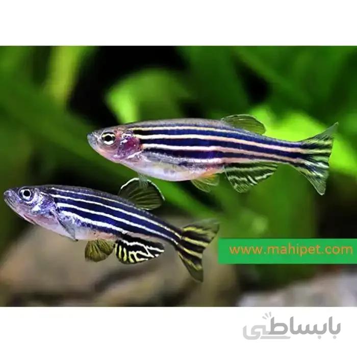 پک ماهی زبرا آبی (6 عددی)