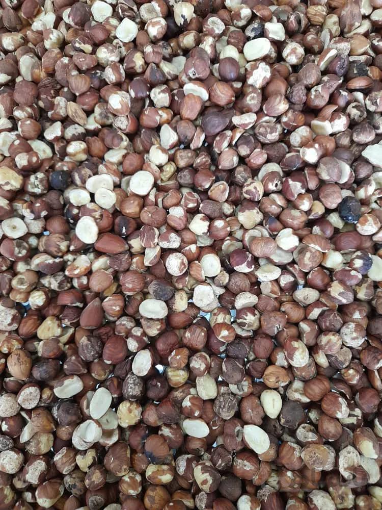 مغز فندق شکسته روغن گیری