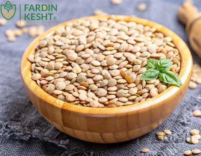 بذر عدس ارگانیک اصیل ایرانی درشت بسته 30 عددی