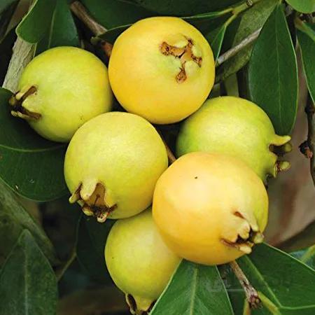 بذر گواوا زرد ا Guava