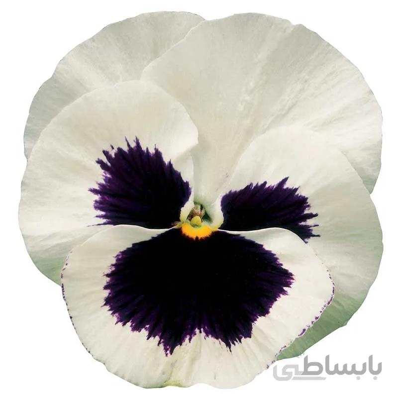 بنفشه سفید White Blotch