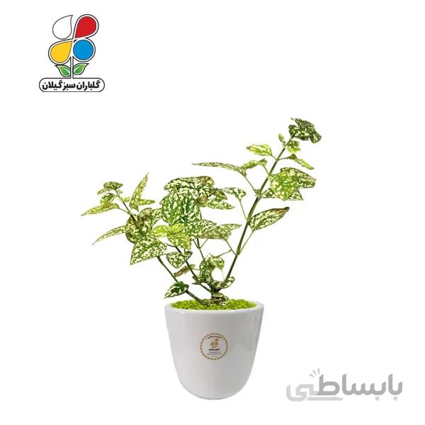 گیاه طبیعی گل سنگ مدل GN13-29S