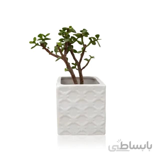 گیاه آپارتمانی کراسولا خرفه تنه دار ارتفاع 25 سانتی متر