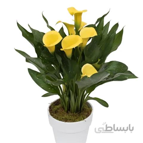 پیاز گل شیپوری هلندی زرد