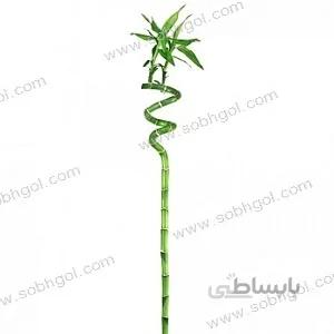 بامبو B12 (هر ساقه 240 تومان)